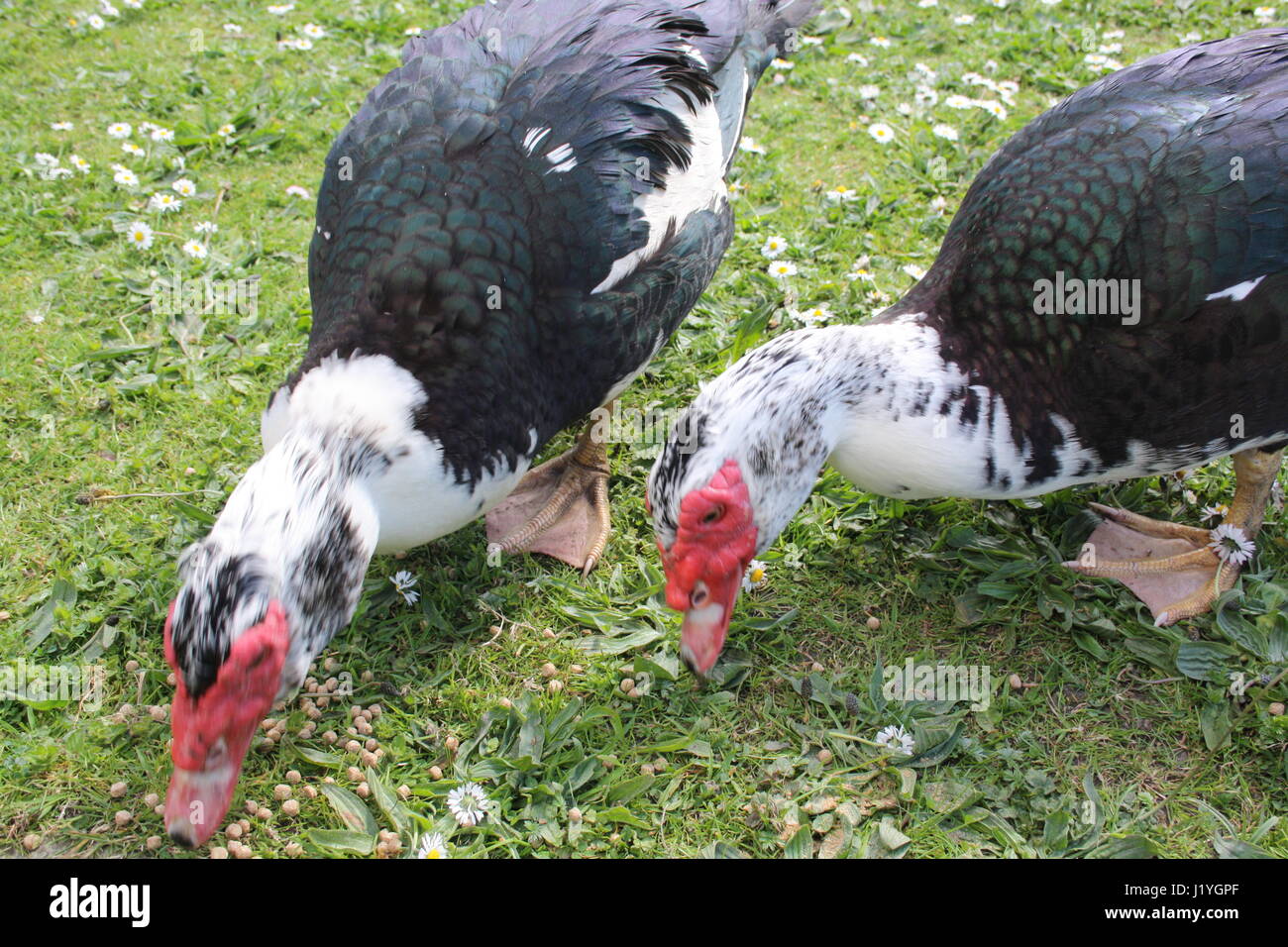 Anatra muta l'alimentazione Foto Stock