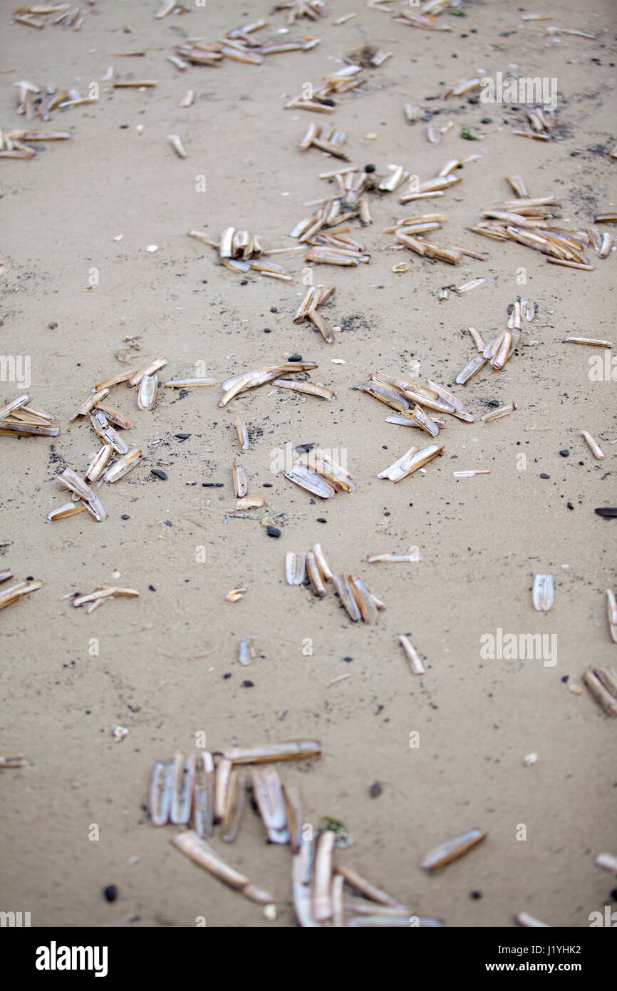 Razor conchiglie sulla spiaggia dell'isola di Texel Foto Stock