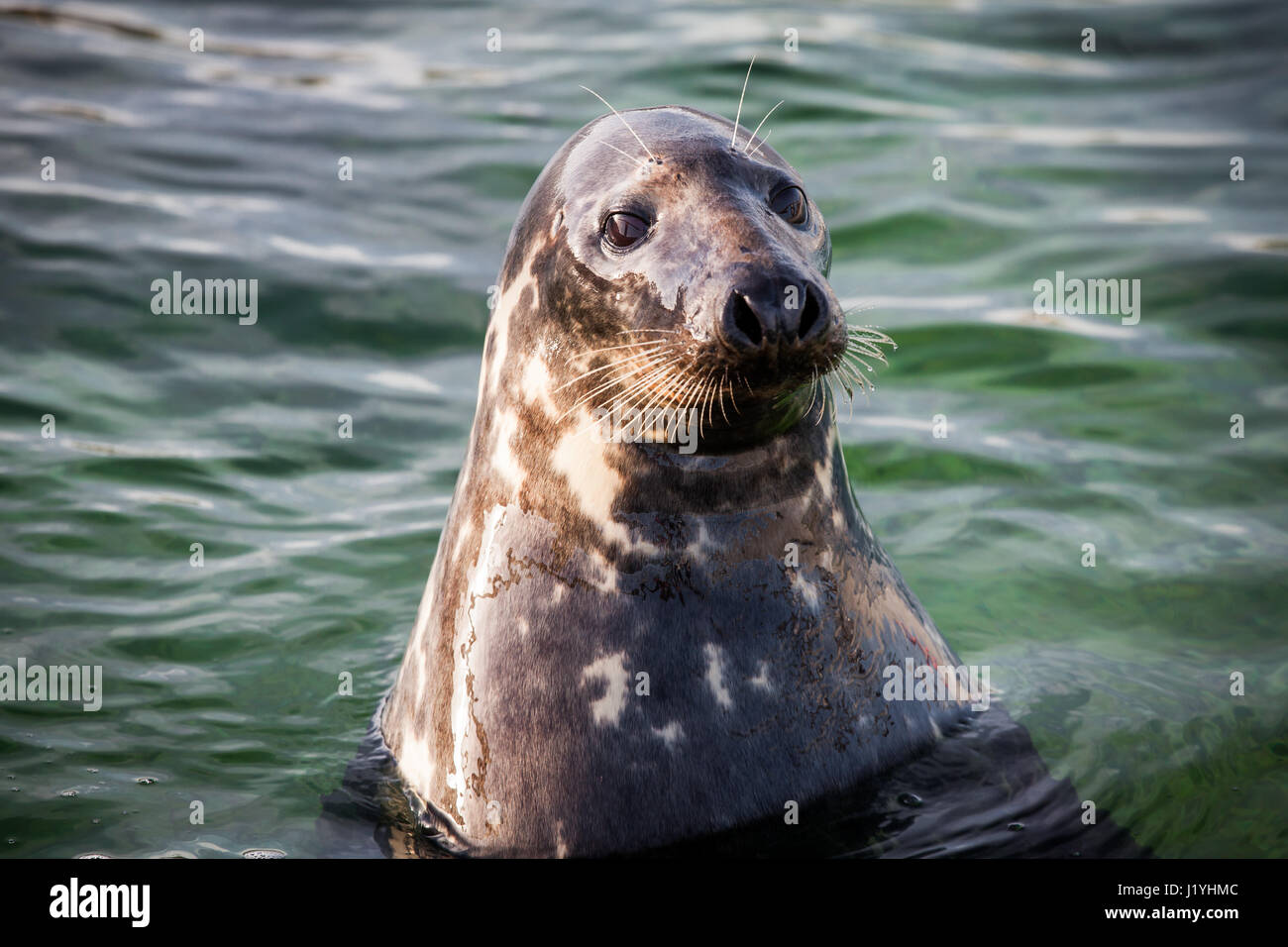 Grigio a guarnizione di tenuta essendo curioso Foto Stock