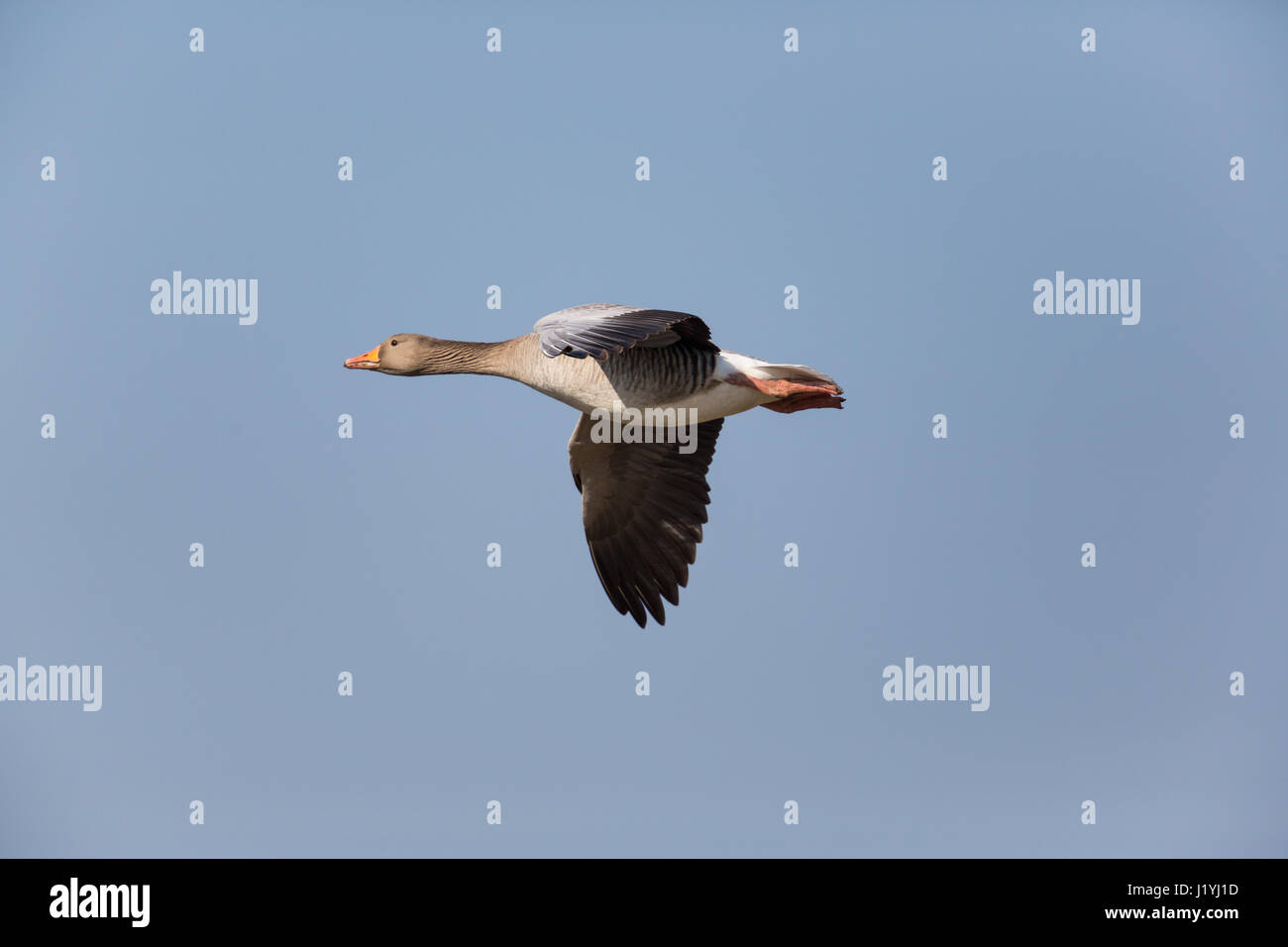 Ritratto Dettagliato di battenti grey goose (Anser anser) nel cielo blu Foto Stock