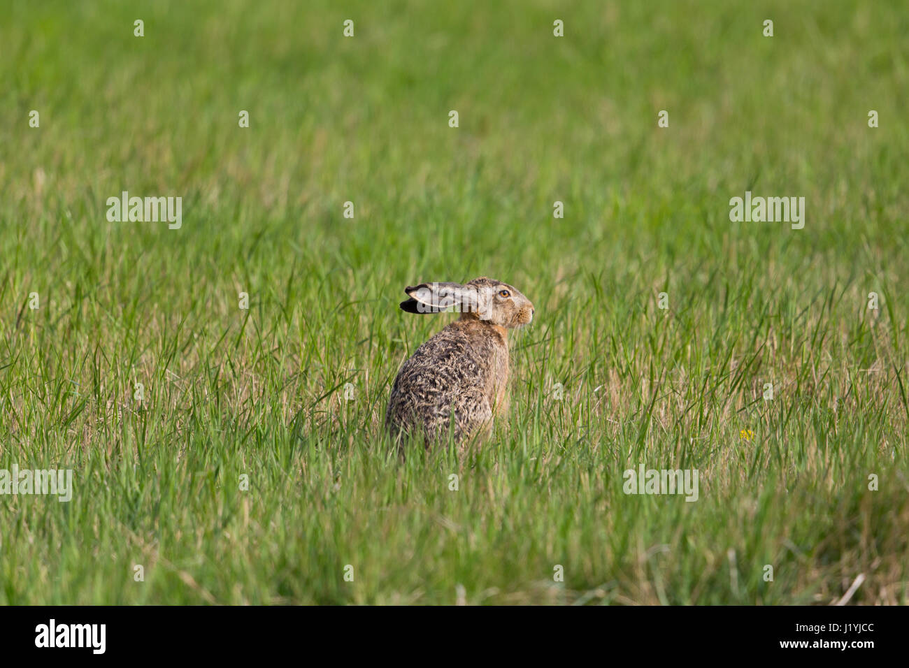 Ritratto di marrone naturale lepre (Lepus europaeus) in verde prato Foto Stock