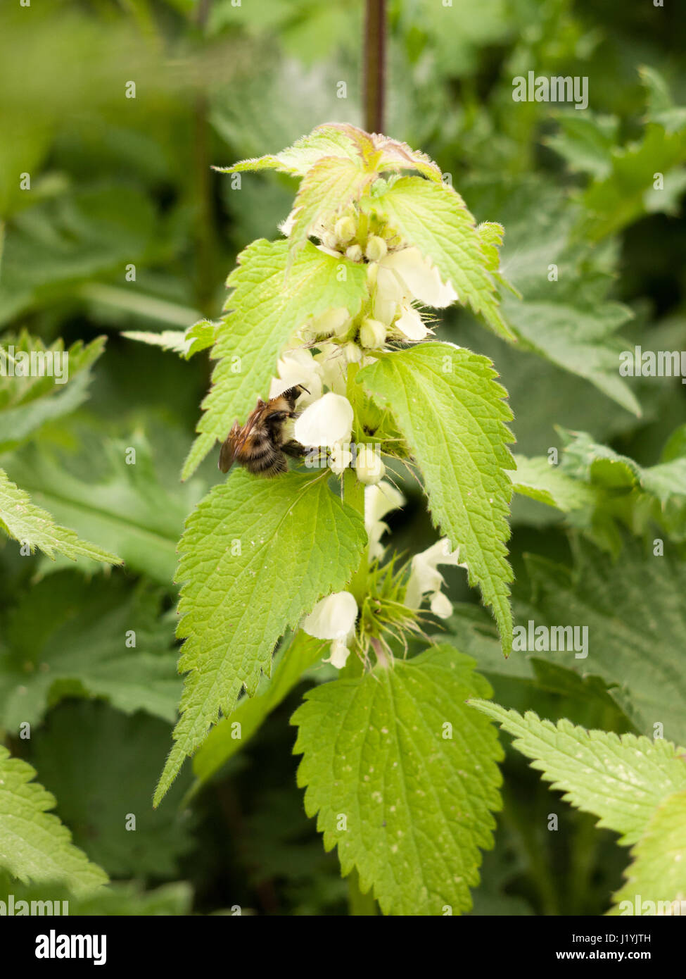 Un meraviglioso e stupende macro di un ape con la sua testa sommerse e piantato nella testa di fiori di dead ortica pianta in primavera la raccolta di luce Foto Stock