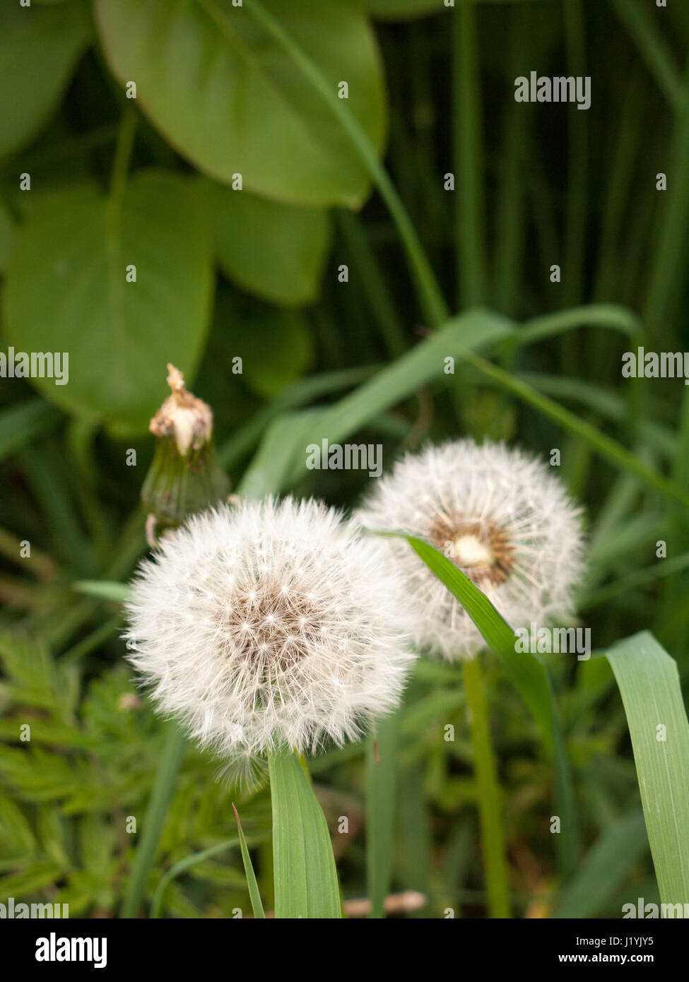 Due bianchi e soffici teste di tarassaco macro con il verde delle foglie e erba intorno bokeh di fondo in modo chiaro la nitidezza di dettaglio e non intatto soffiato via esprimere un desiderio in Foto Stock