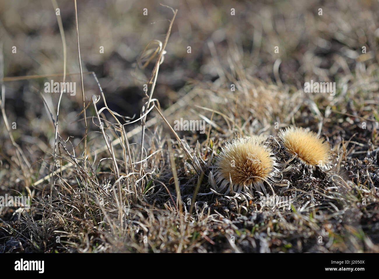 Alta la flora di montagna, erba secca e fiori Foto Stock