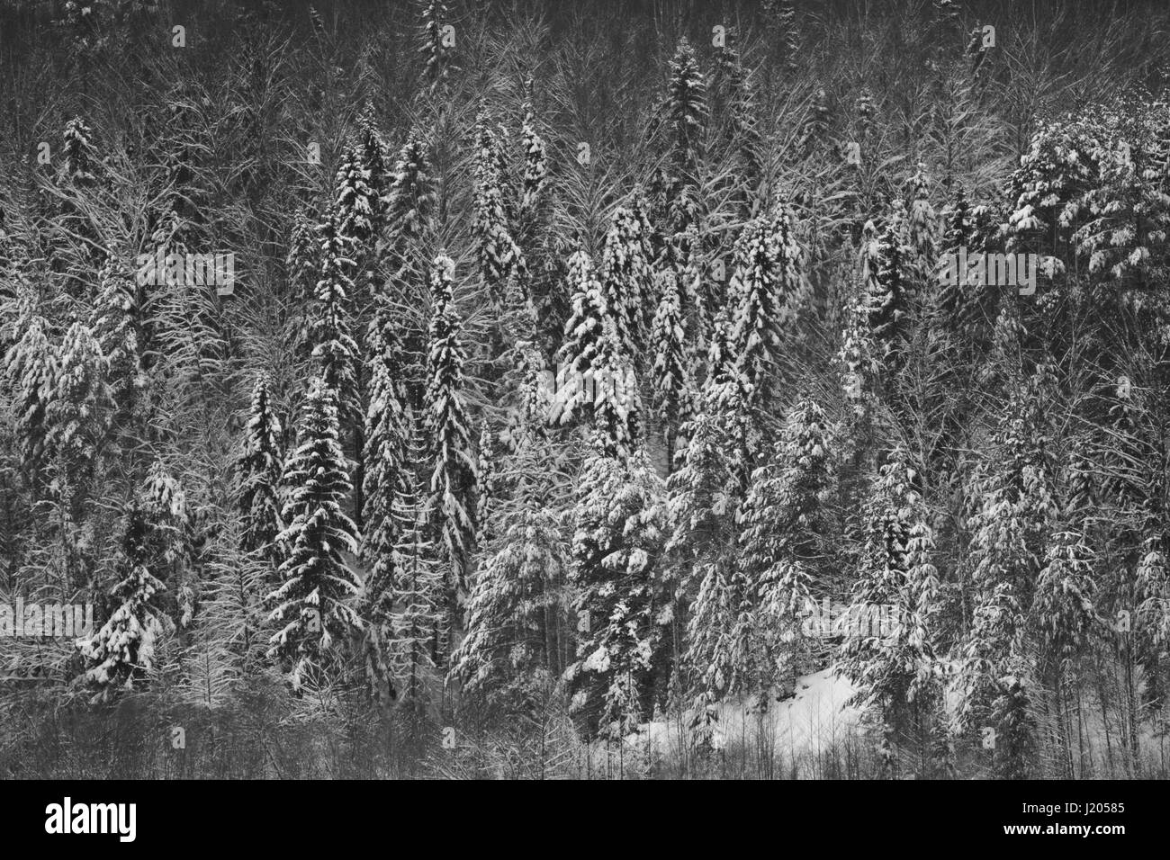 Paesaggio invernale di un alto muro di alberi che si affaccia sul fiume Vetluga Foto Stock