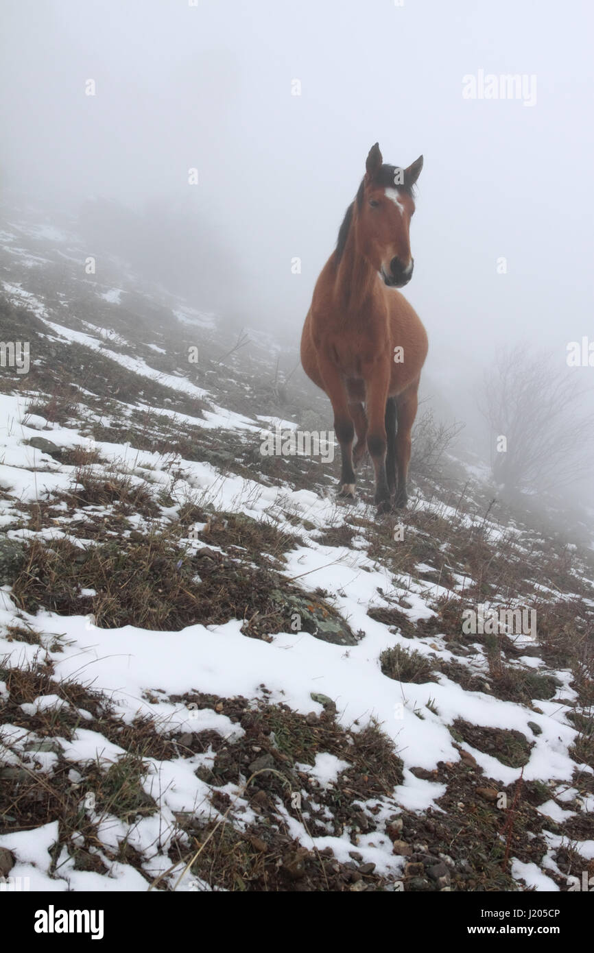 Una vista delle colline ai piedi del monte Demerdji nella nebbia e un cavallo sorpreso di incontro Foto Stock
