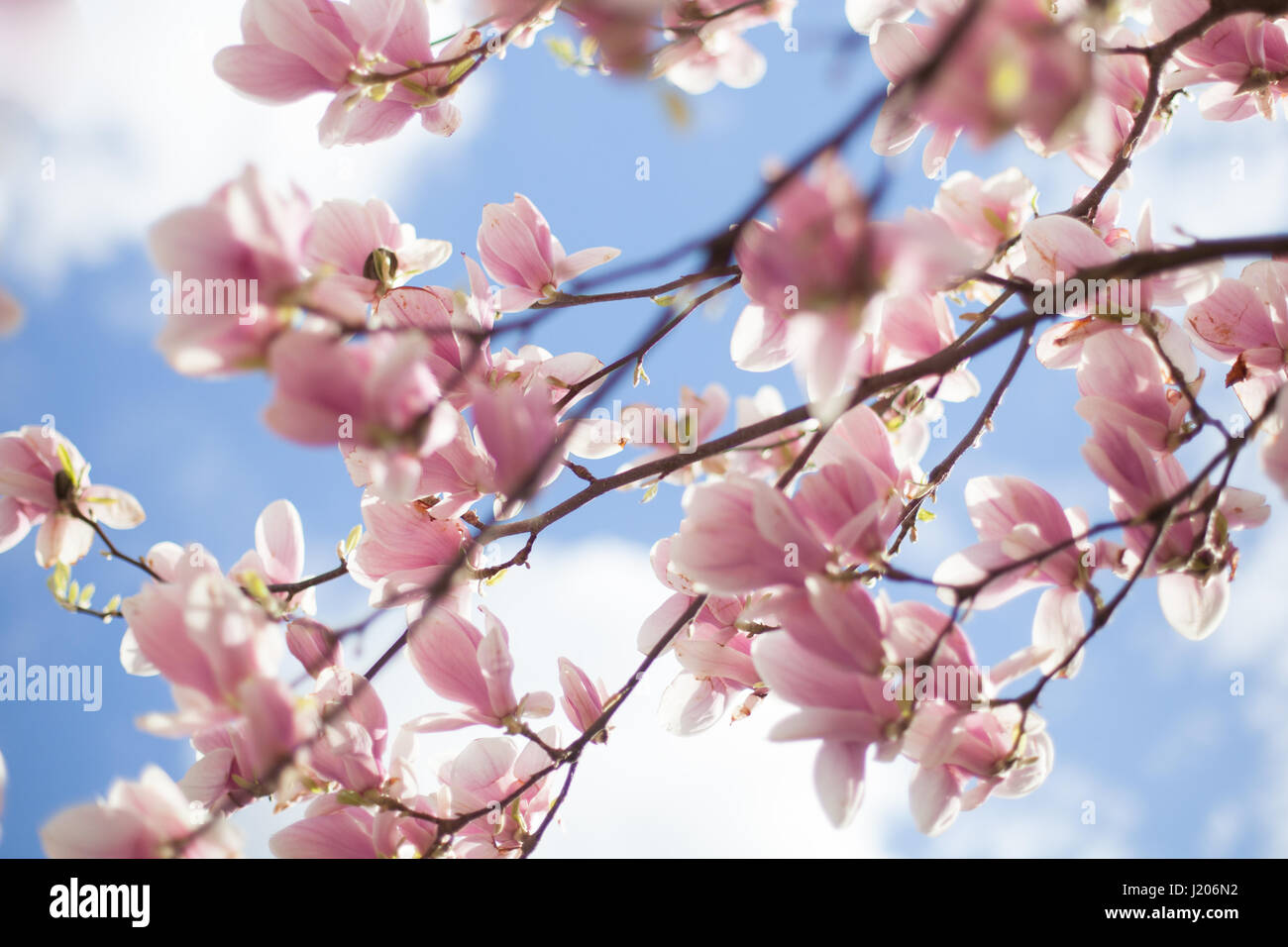 Magnolie relative al cielo blu Foto Stock