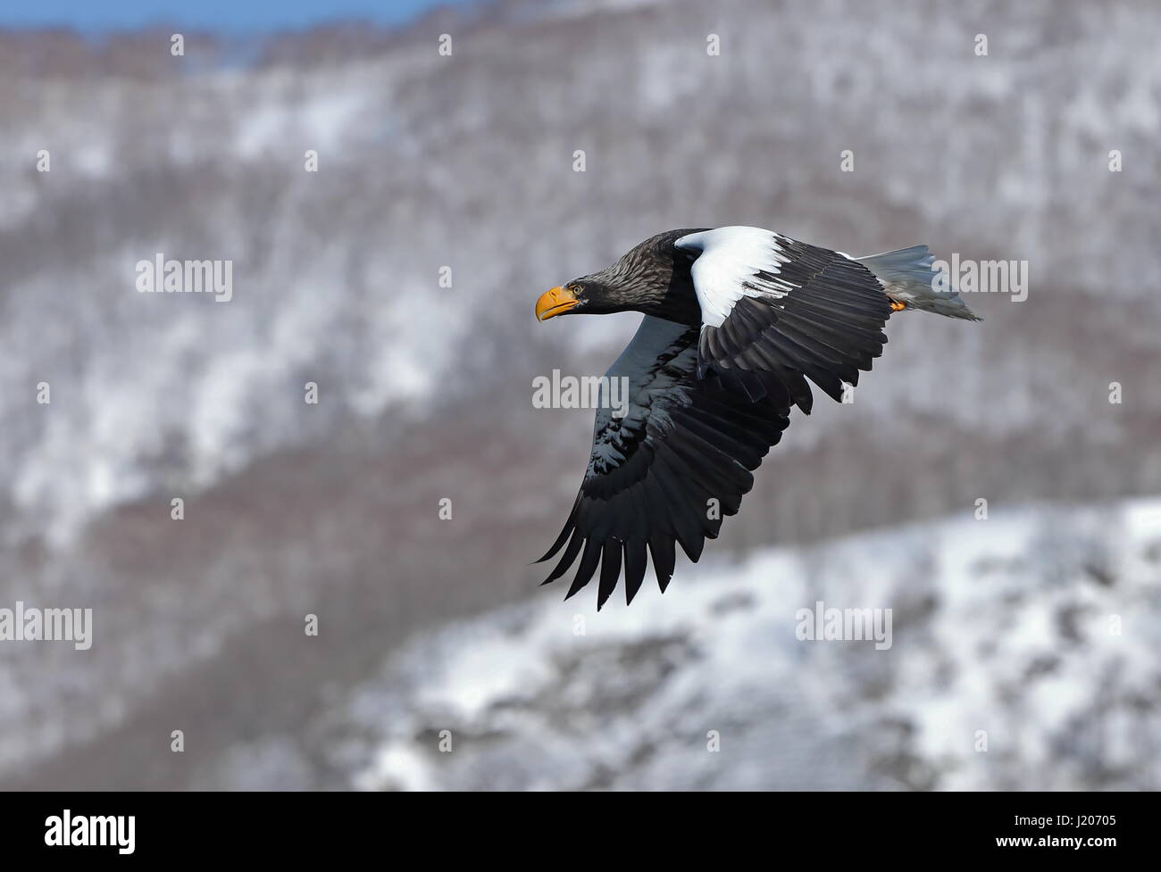 Steller mare-eagle (Haliaeetus pelagicus) adulto in volo Rausu, Hokkaido, Giappone Marzo Foto Stock