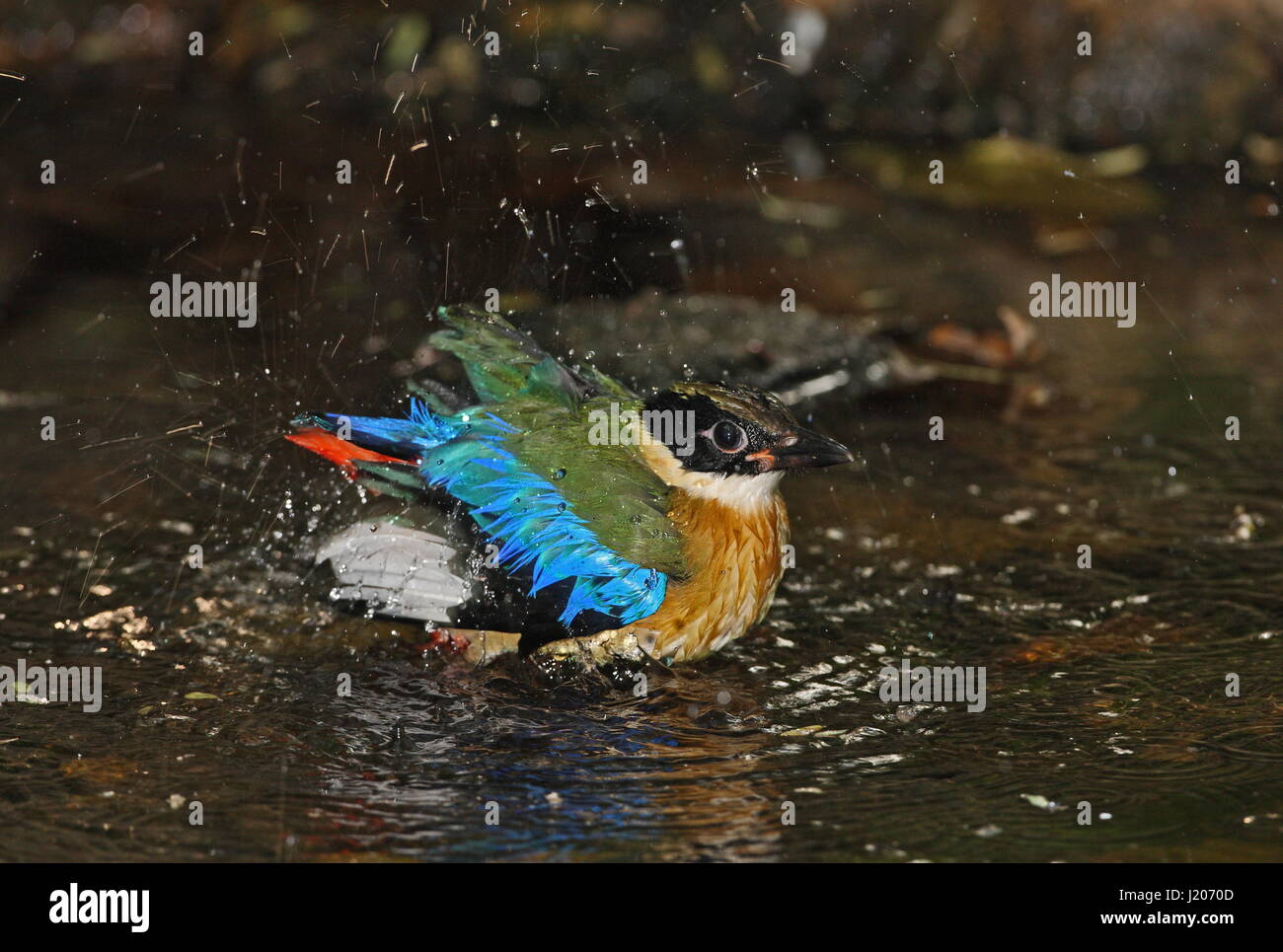 Primo inverno bagni in piscina foresta Kaeng Krachan, Thailandia Novembre 2011 Foto Stock