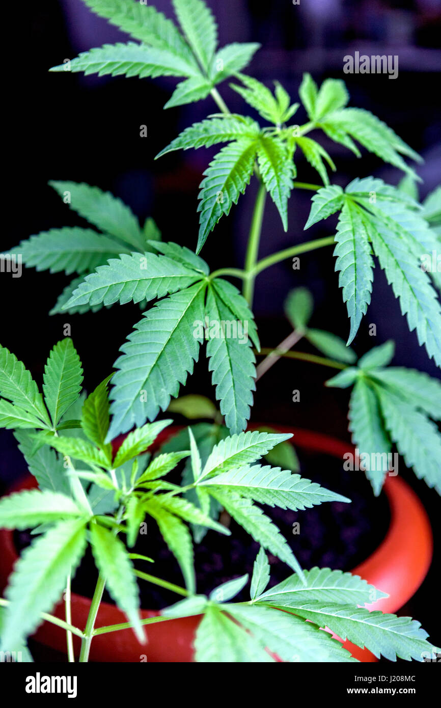 Houseplant sulla finestra, pianta di marijuana che cresce in una pentola per il proprio uso e automedicazione, pentola di cannabis di erbe al chiuso Foto Stock