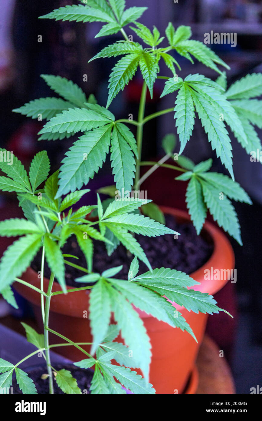 Coltivazione domestica illegale di piante di marijuana in vasi per uso proprio e auto-medicazione, pianta che cresce in vaso all'interno di casa Foto Stock