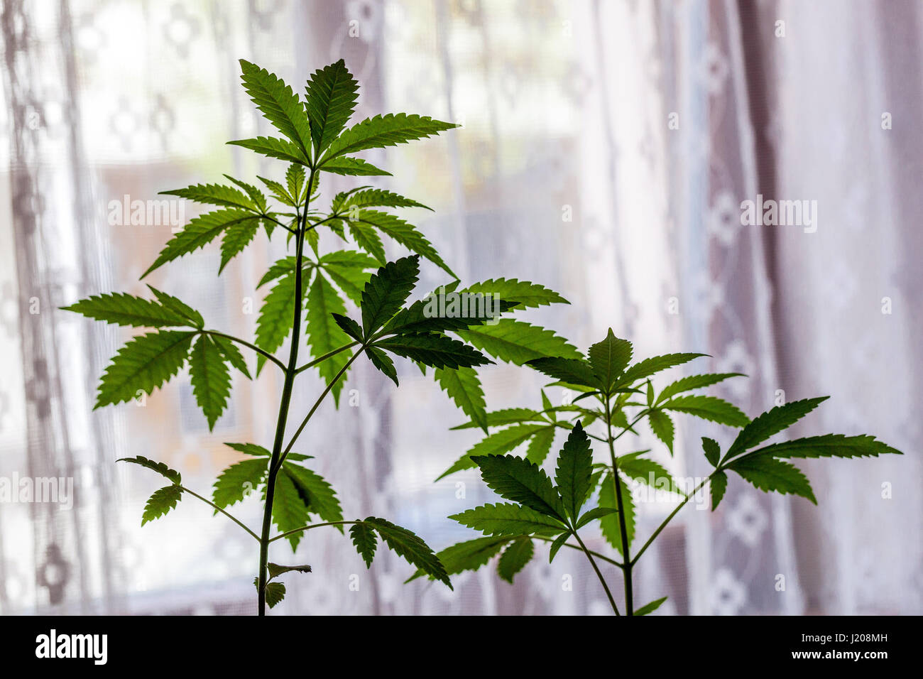 La cannabis indica la coltivazione di piante da casa a davanzale, la coltivazione domestica della pianta di marijuana per uso proprio e l'automedicazione Foto Stock