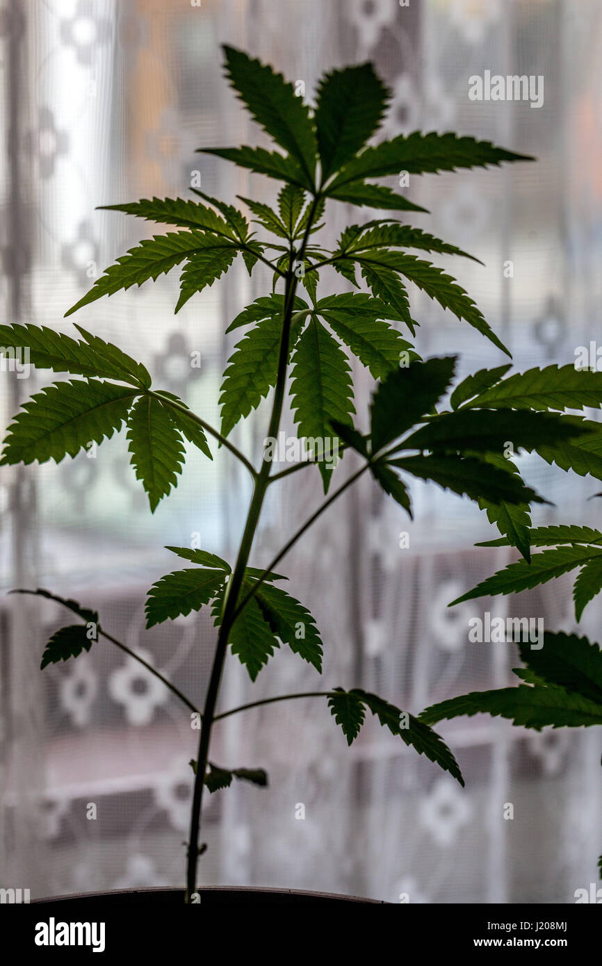 Houseplant, coltivazione domestica di marijuana per uso personale e di auto-medicazione Foto Stock