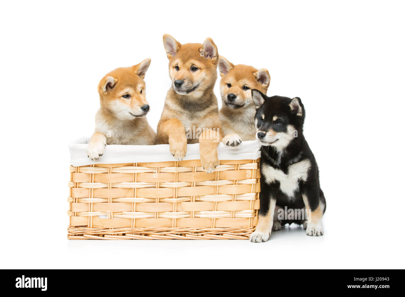 Bella Shiba Inu cuccioli in basket Foto Stock
