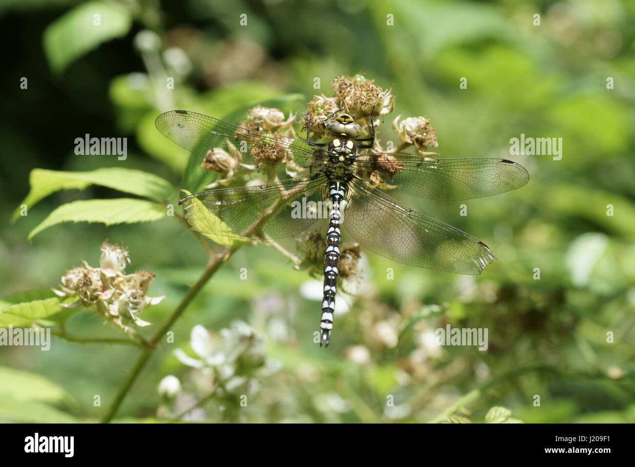Aeshna cyanea Foto Stock