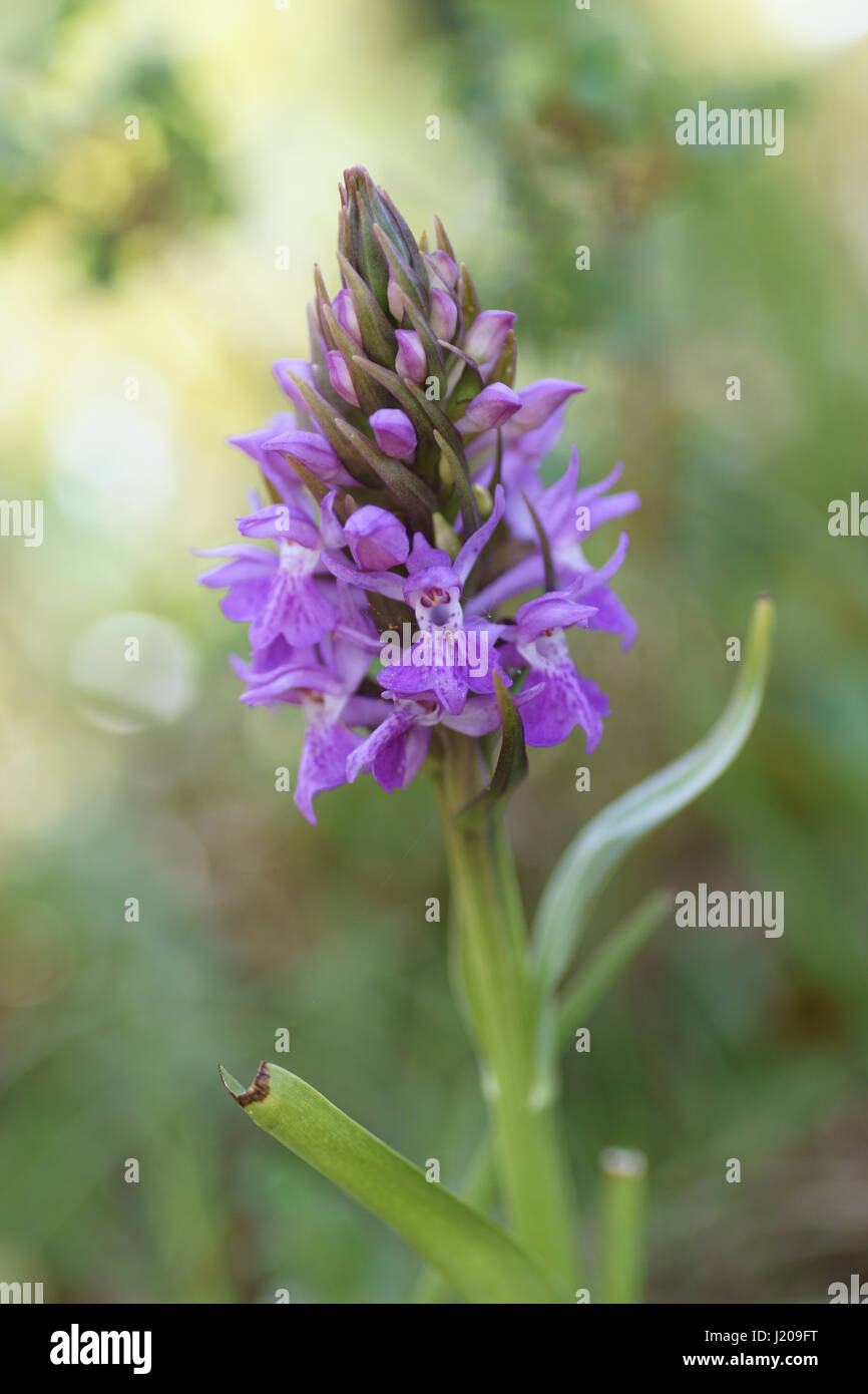 Southern Marsh Orchid Foto Stock