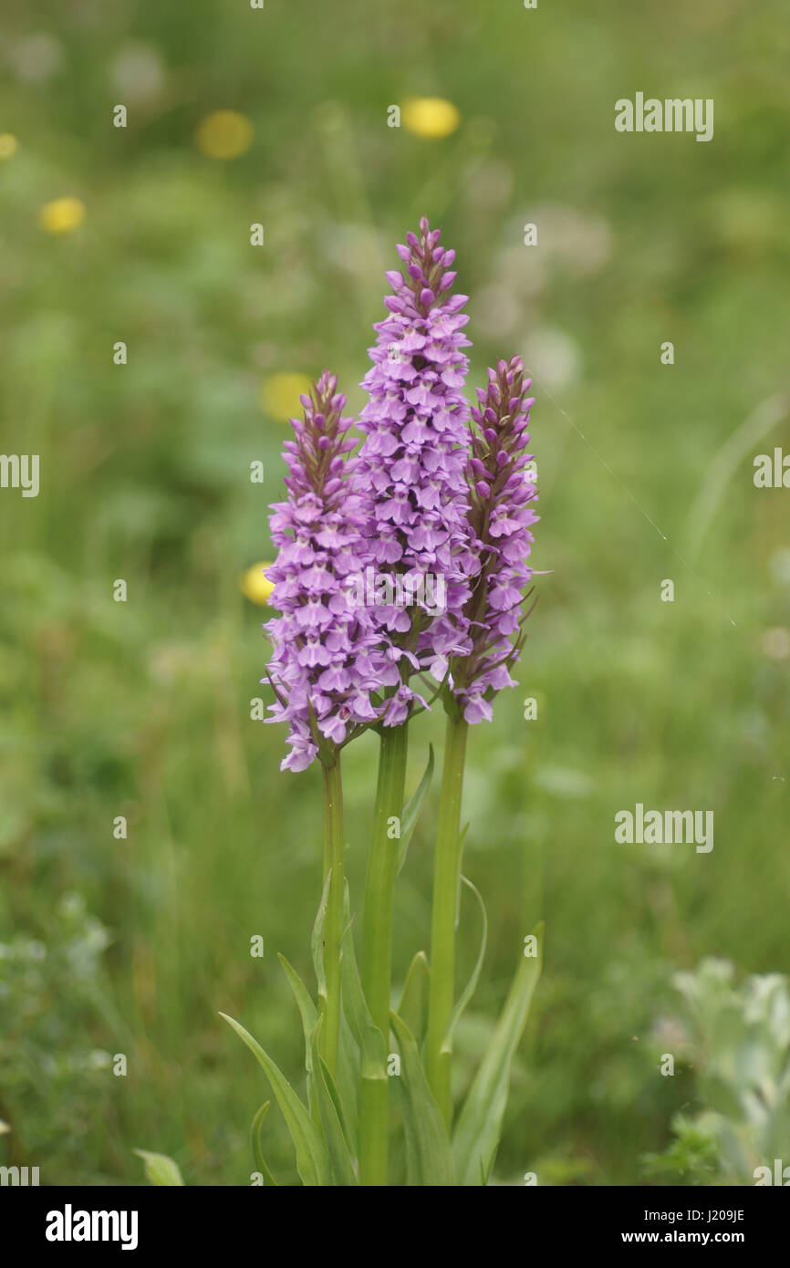 Southern Marsh Orchid Foto Stock