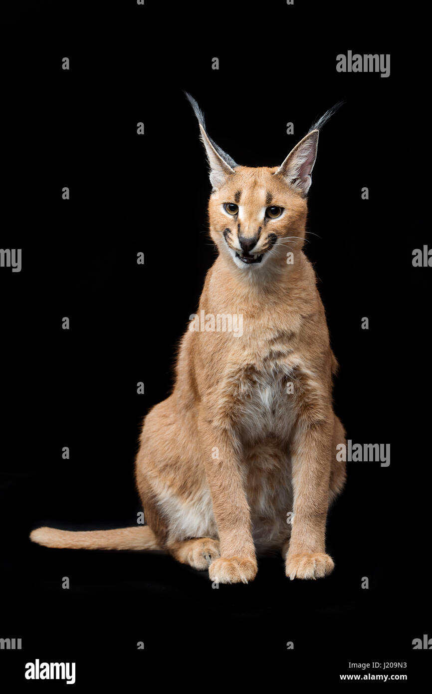 Bella Lynx caracal su sfondo nero Foto Stock