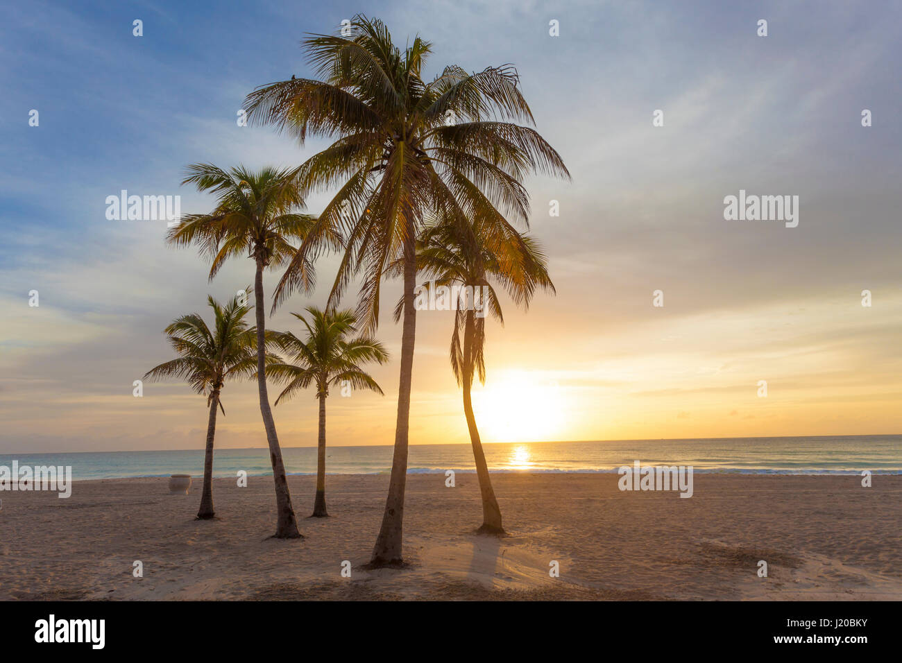 Le palme a sunrise in Hollywood Beach. Florida, Stati Uniti Foto Stock