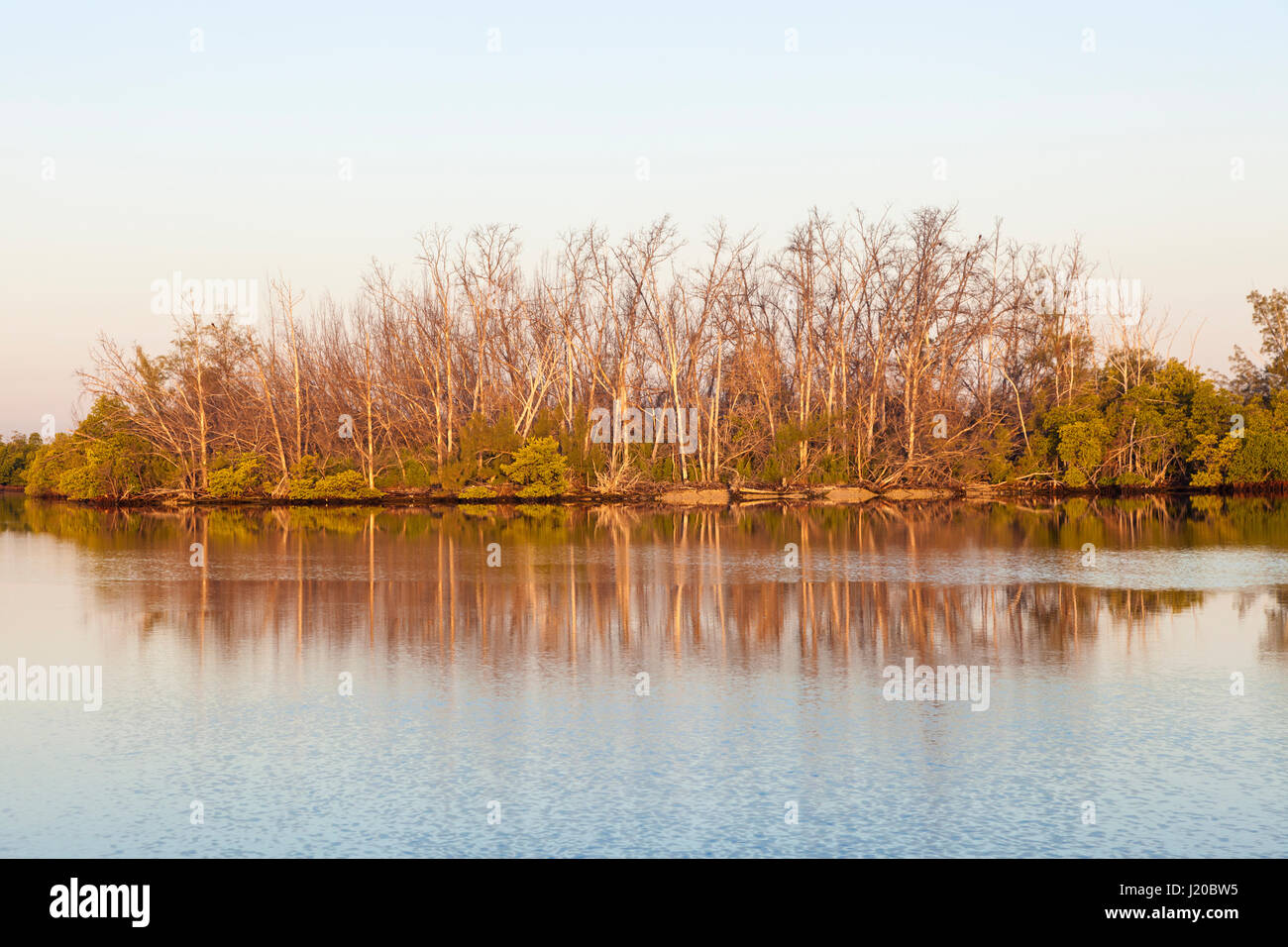 Alberi di mangrovia e palude nel sud della Florida, Stati Uniti Foto Stock