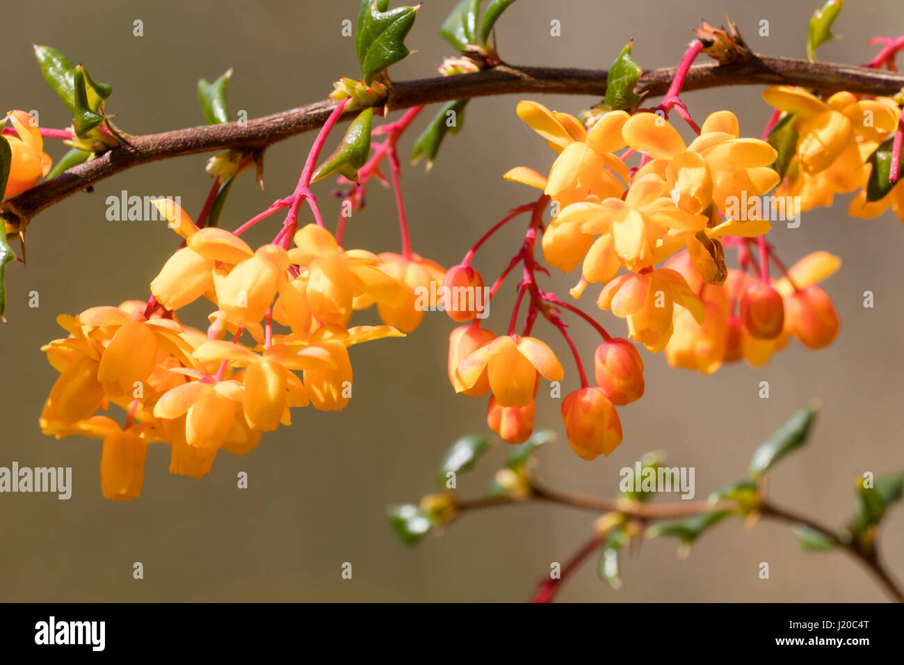 Arancio fiori di primavera di hardy golden crespino, Berberis x stenophylla "Corallina Compacta" Foto Stock