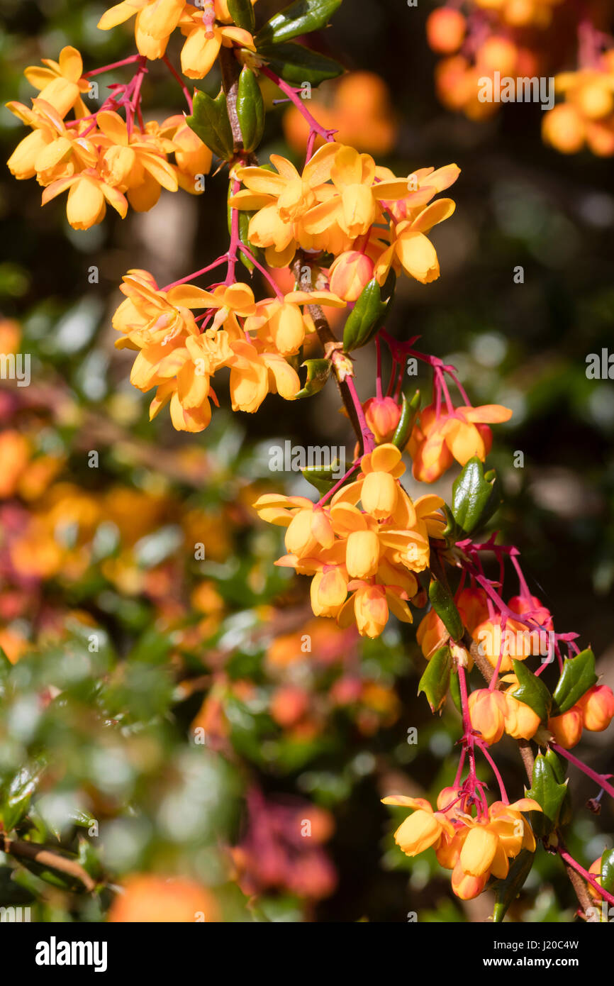 Arancio fiori di primavera di hardy golden crespino, Berberis x stenophylla "Corallina Compacta" Foto Stock
