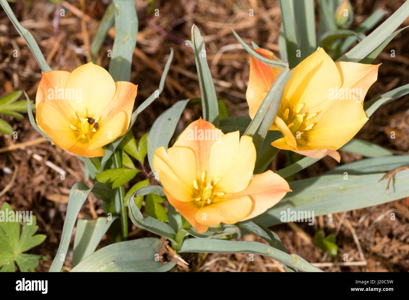 Tingono di rosso fiori gialli della specie di piccole dimensioni tulip, Tulipa linifolia Batalinii (Gruppo) 'gemma brillante " Foto Stock