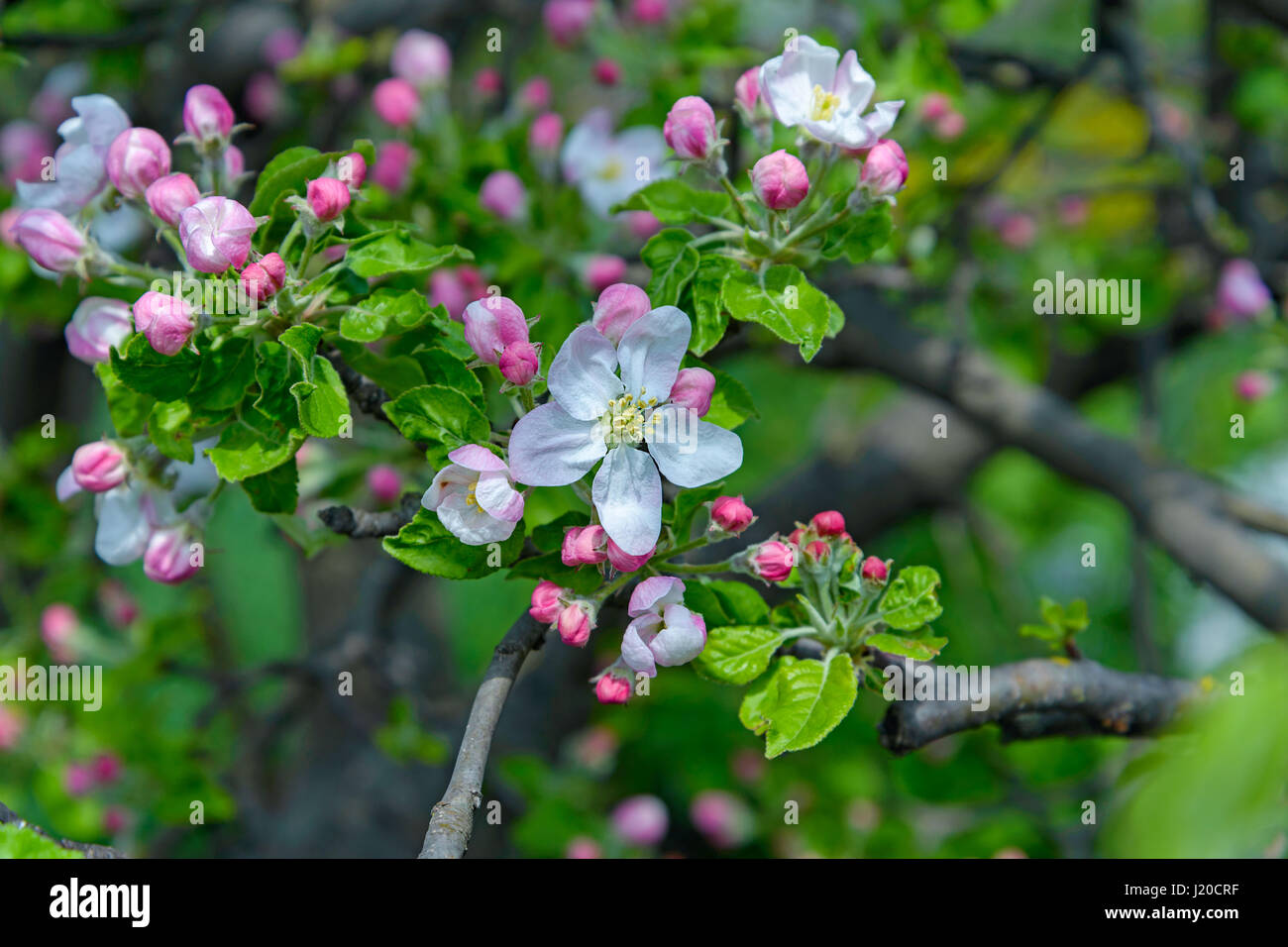 Una fioritura apple ramo di albero è fotografato close-up Foto Stock