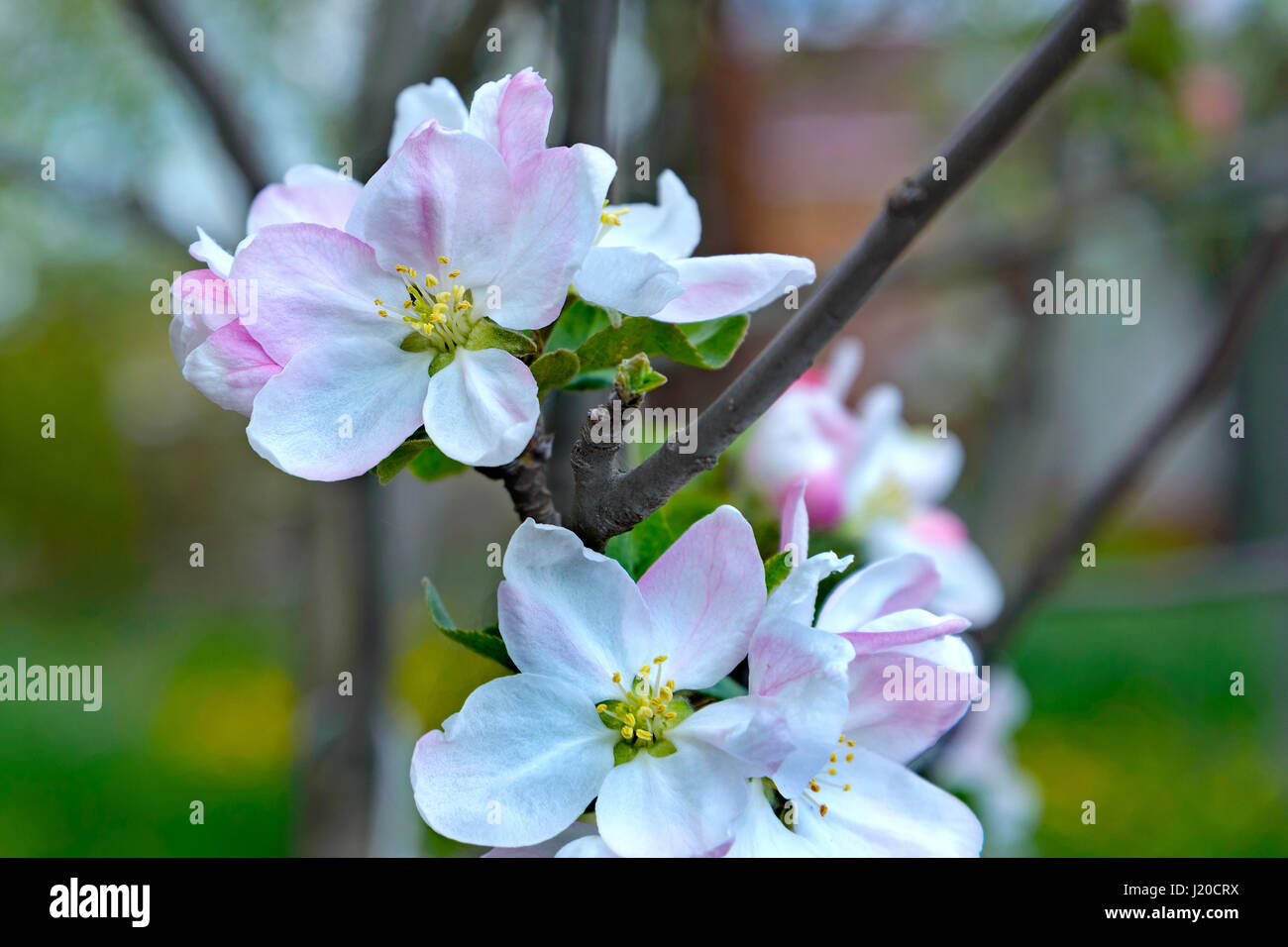 Una fioritura apple ramo di albero è fotografato close-up Foto Stock