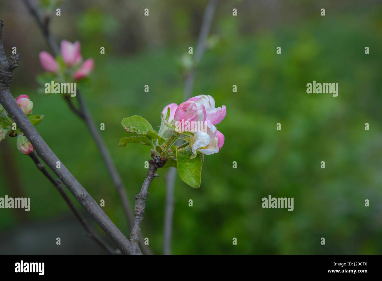 Una fioritura apple ramo di albero è fotografato close-up Foto Stock