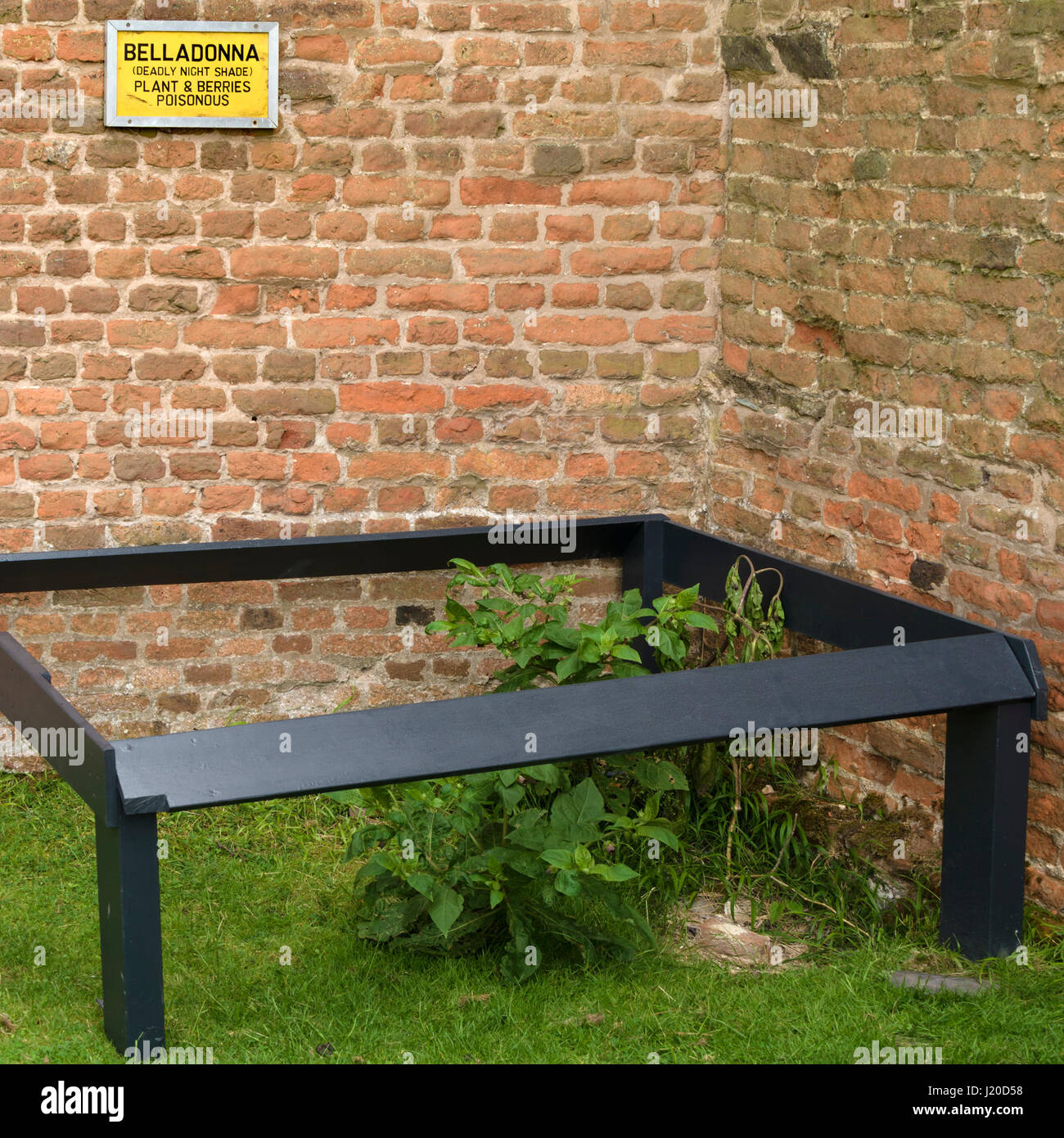 Atropa belladonna Belladonna pianta velenosa che cresce in Glenfield Lodge Park con un cartello di segnalazione sopra, Leicester, England, Regno Unito Foto Stock