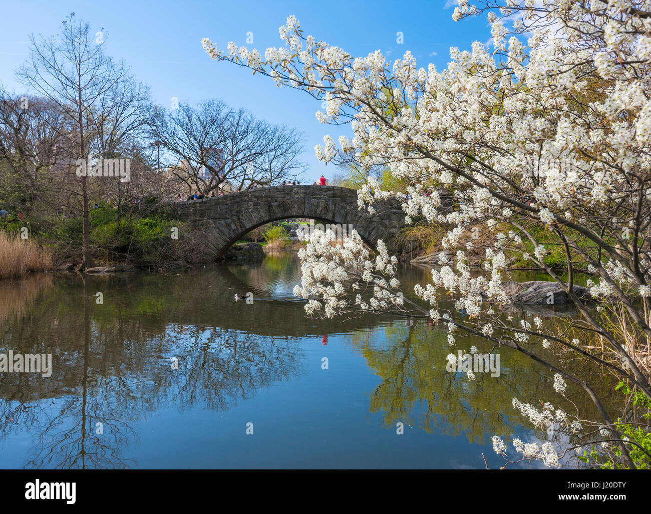 Molla in New York Central Park, Gapstow Bridge Foto Stock
