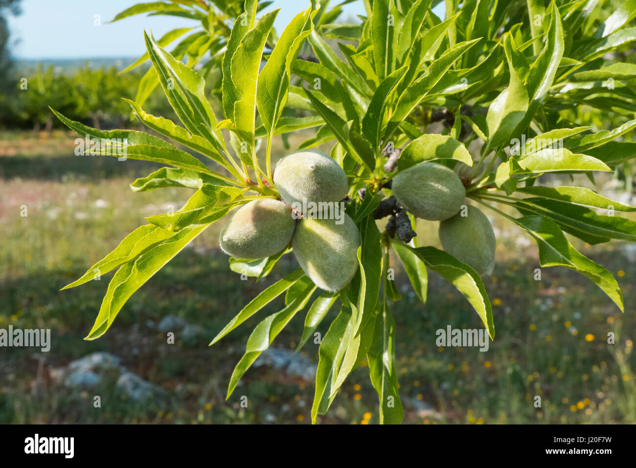 Mandorle crescente al caldo sole della Puglia. Foto Stock