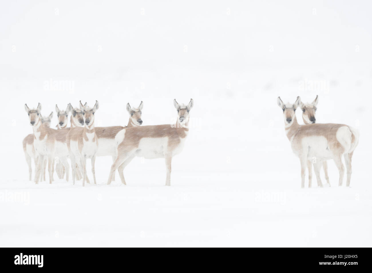 Pronghorns / Gabelboecke / Gabelantilopen ( Antilocapra americana ) in inverno, lavori di soffiaggio della neve, in piedi insieme, guardando attentamente, Montana, USA. Foto Stock