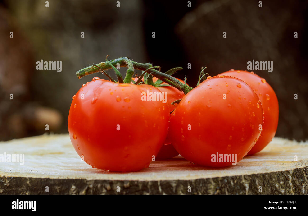 Pomodori bagnato sulla vite. Scende con una bella riflessione. Focus sulle gocce. Gocce di rugiada per i pomodori Foto Stock