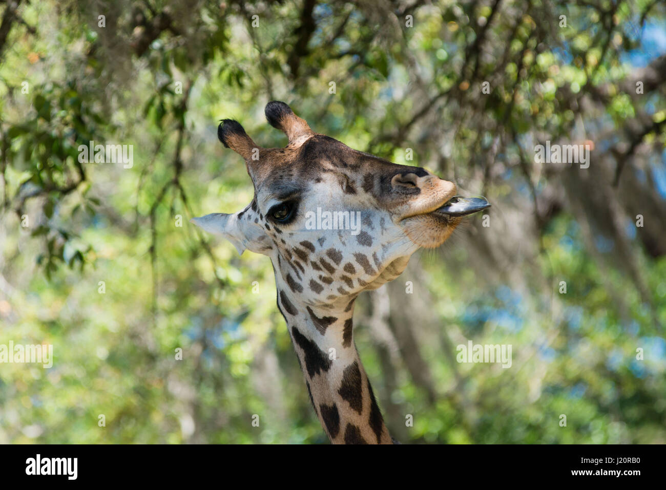 Giraffa presso il regno animale, Disney World Florida Foto Stock