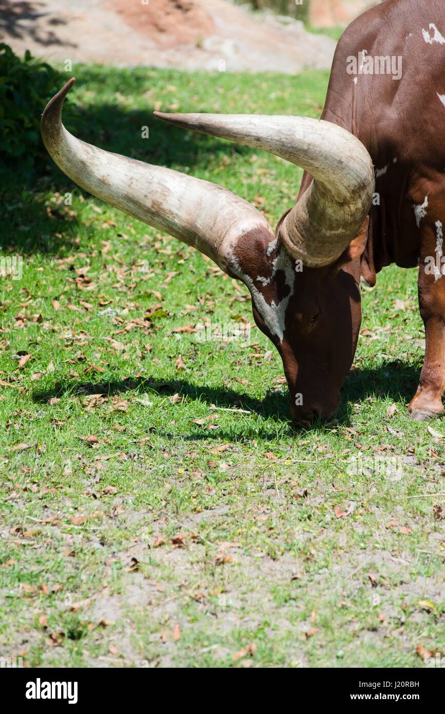 Yac al regno animale e Disney World Florida Foto Stock