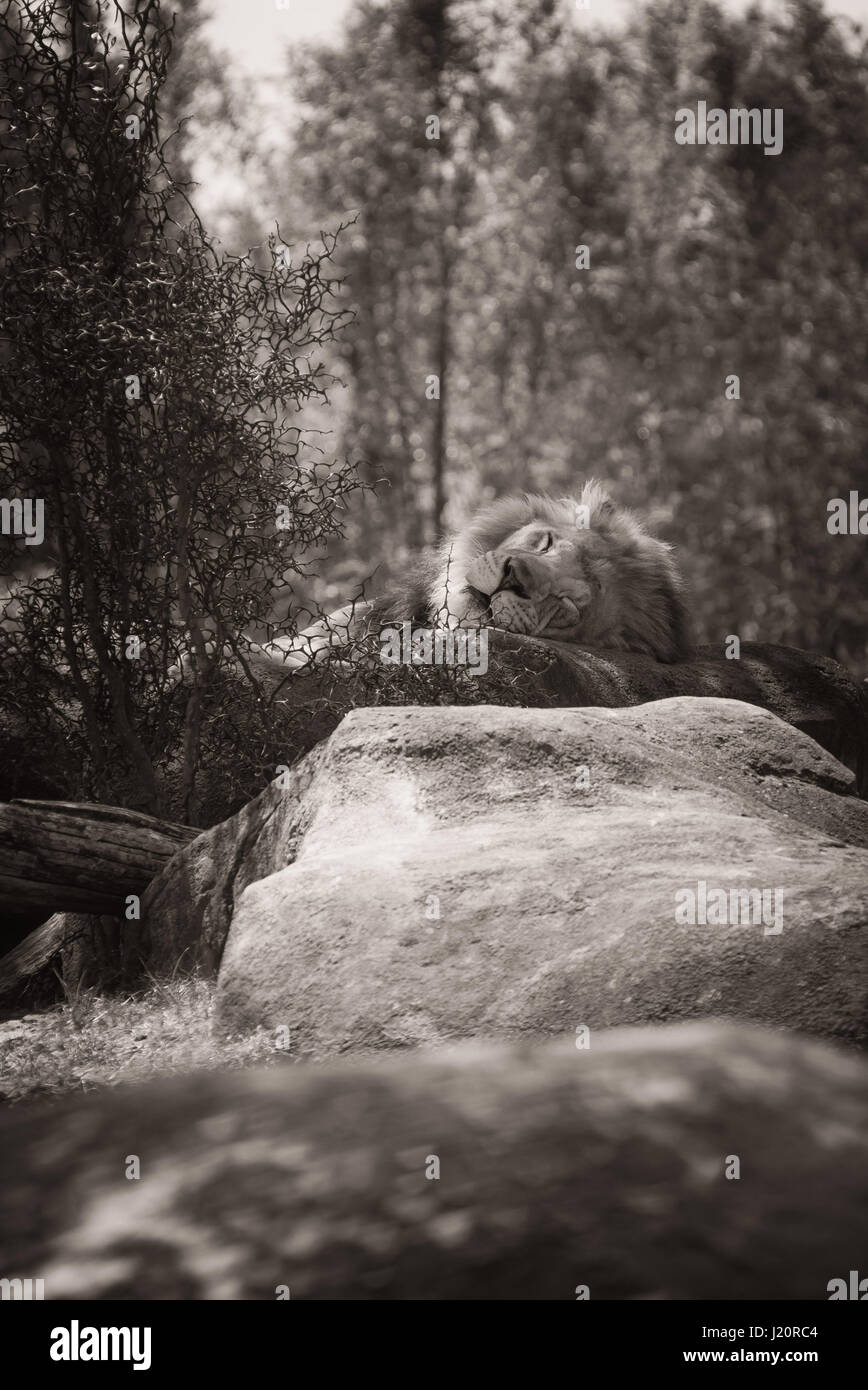 Sleeping Lion al regno animale e Disney World Florida Foto Stock