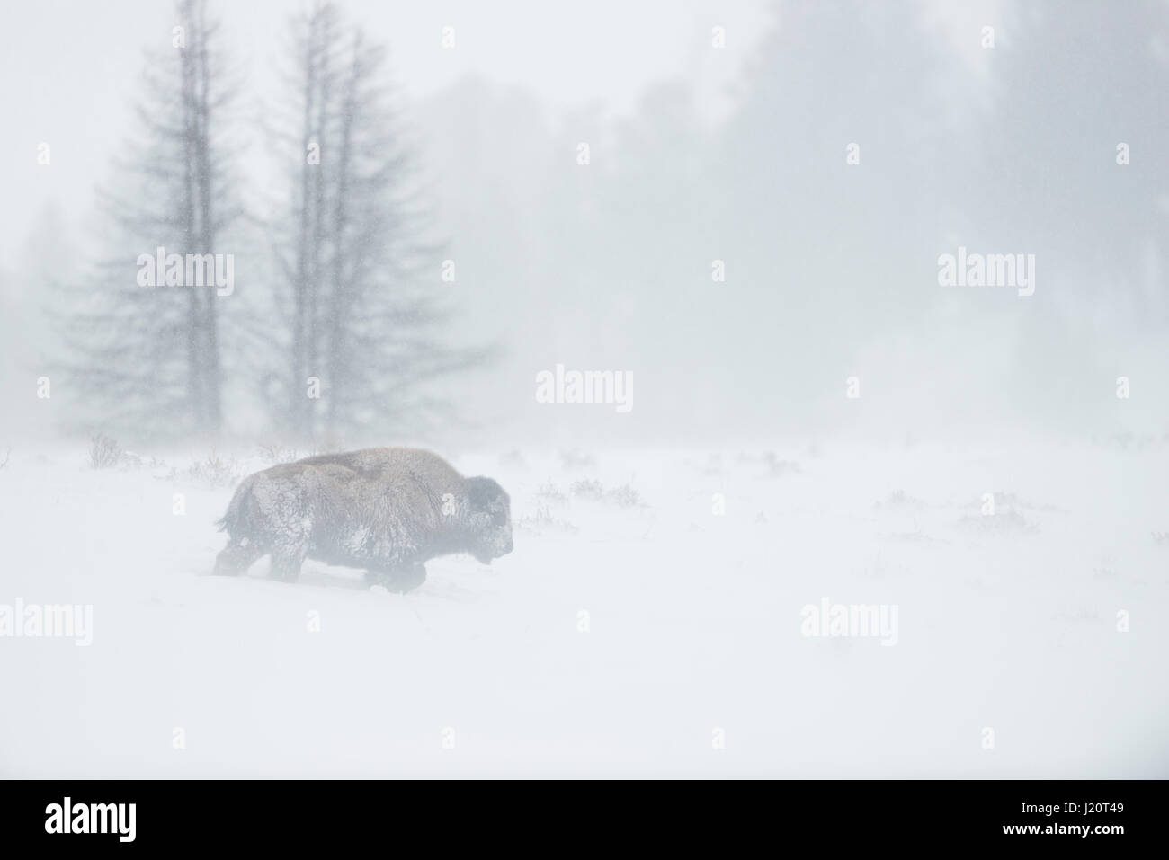 Bisonti americani / Amerikanischer ( Bison bison bison ) in una bufera di neve, singolo adulto, camminando attraverso lavori di soffiaggio della neve, il Parco Nazionale di Yellowstone, Wyoming U Foto Stock