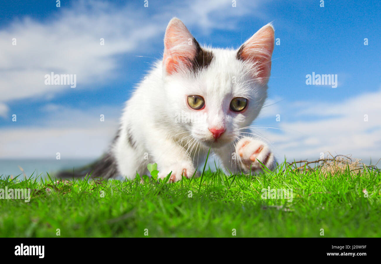 Bellissimo gattino su erba verde Foto Stock
