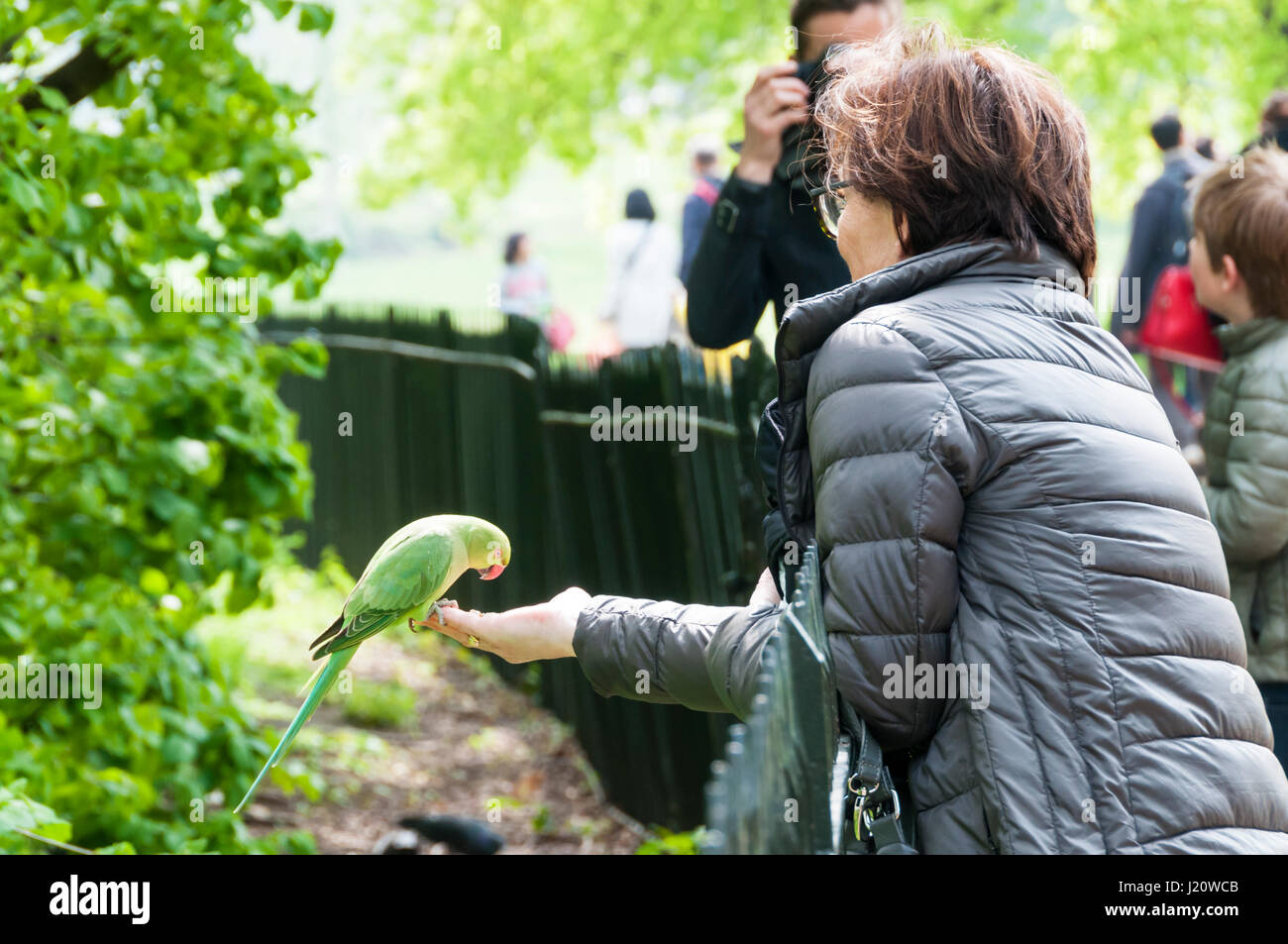 Donna selvaggia di alimentazione ad anello parrocchetti a collo alto dalla sua mano in Kensington Gardens. Foto Stock