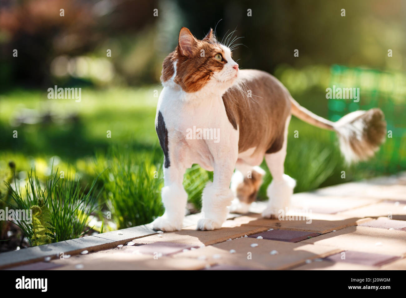 Il gatto domestico passeggiate nel cortile su una molla giornata di sole Foto Stock