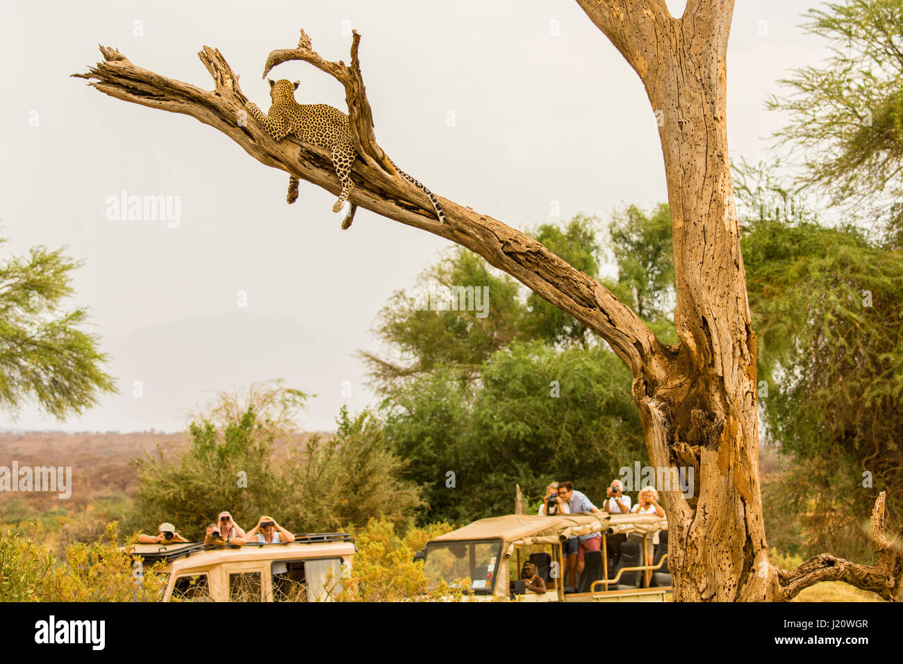 I turisti in safari i veicoli a guardare un africano Leopard, Panthera pardus, fino in una struttura ad albero nella Buffalo molle le riserve di caccia, Kenya, Africa orientale Foto Stock