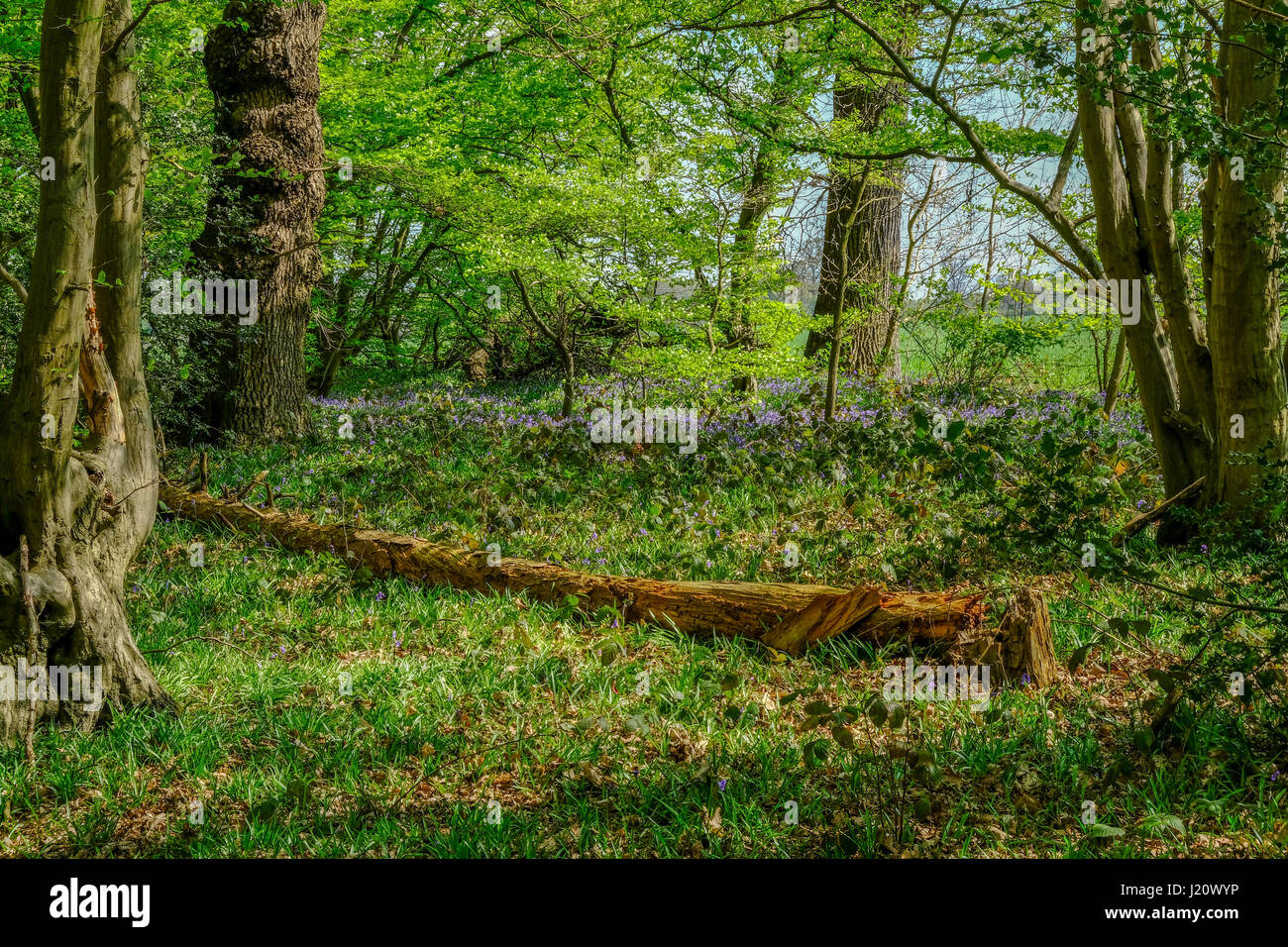 Scena di bosco di un albero caduto in the bluebell legno in primavera. Foto Stock