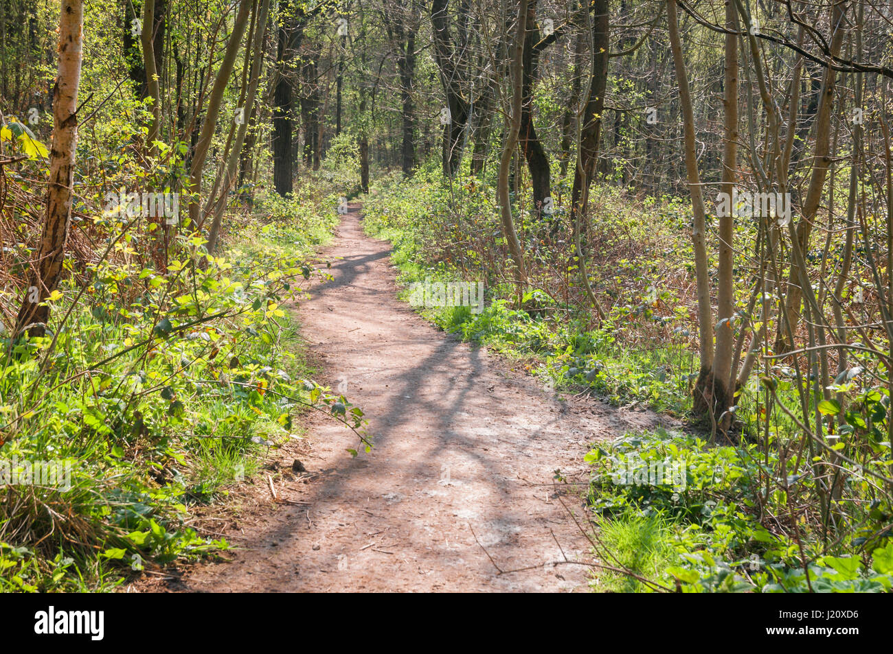 Legno Stoneycliffe riserva naturale nei pressi di Netherton nello Yorkshire, Inghilterra Foto Stock