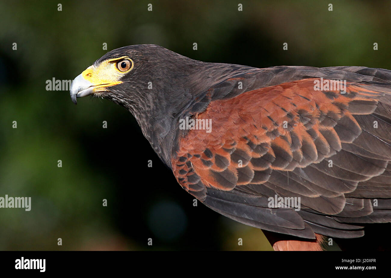 Americano di Harris Hawk (Parabuteo unicinctus), a.k.a. Bay-winged hawk o Dusky (Harris) hawk. Gamma dalla California al Cile. Foto Stock