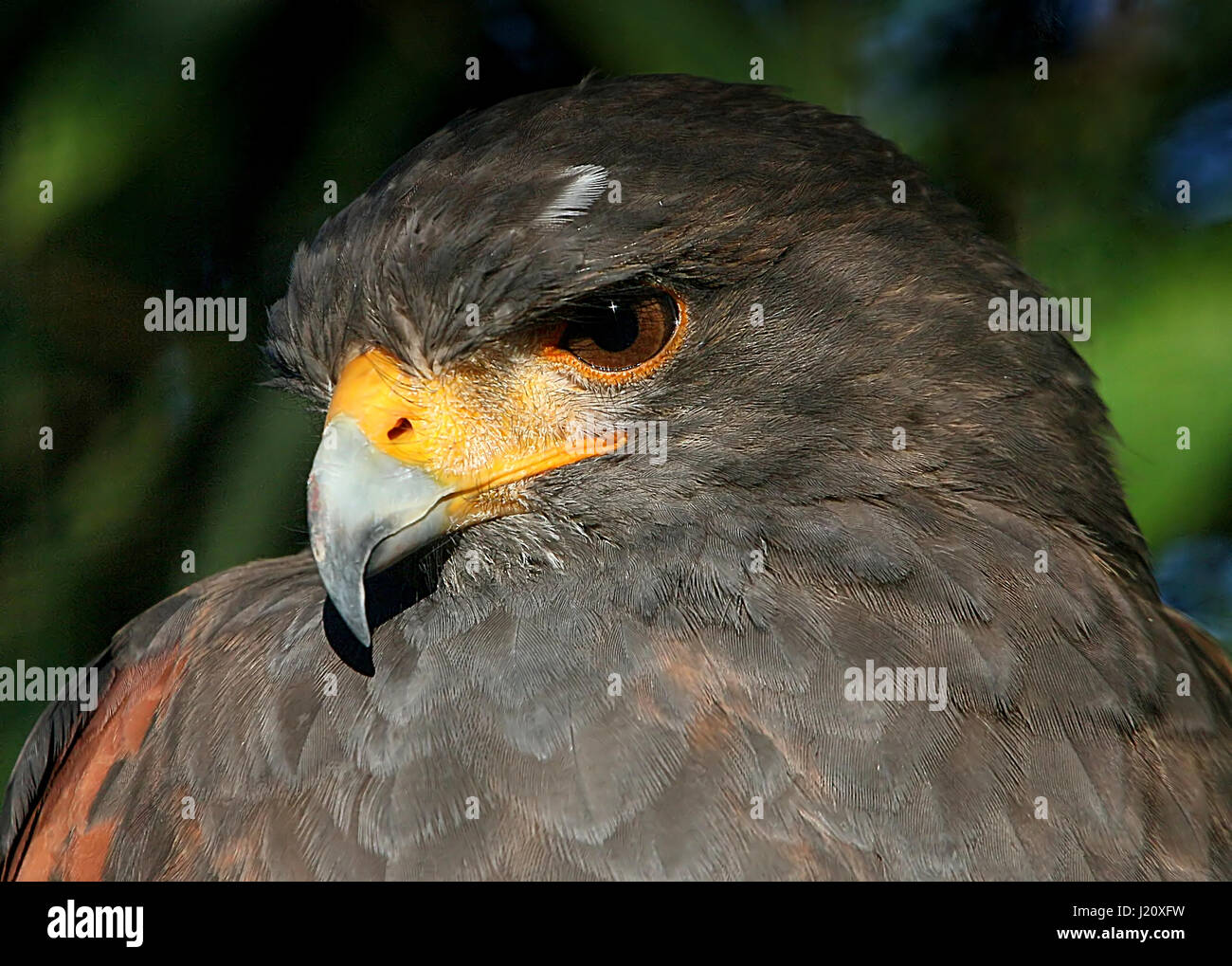 Americano di Harris Hawk (Parabuteo unicinctus), a.k.a. Bay-winged hawk o Dusky (Harris) hawk. Gamma dalla California al Cile. Foto Stock