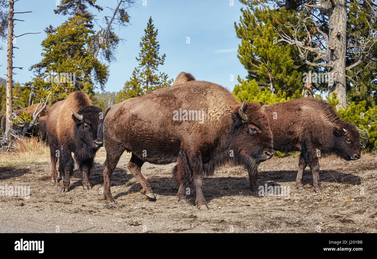 Mandria di bisonti americani (Bison bison) nel Parco Nazionale di Yellowstone, Wyoming negli Stati Uniti. Foto Stock