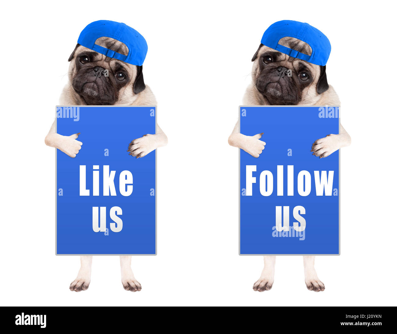 Pug cucciolo di cane con blue follow us e come noi segno e indossando tappo blu, isolato su sfondo bianco Foto Stock