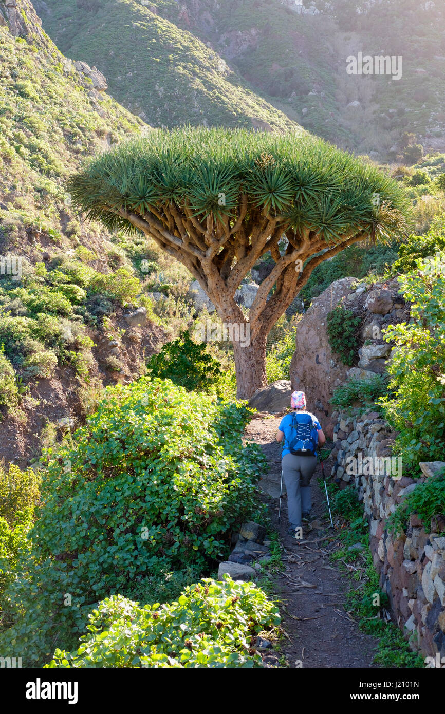 Frau auf Wanderweg, Kanarischer Drachenbaum (Dracaena draco), El Draguillo, Anaga-Gebirge, Teneriffa, Kanarische isole, Spanien Foto Stock